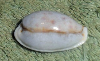 Special Collection Sale BL RFM 86919 Cypraea boivinii Kiener 1943 21.6mm Gem Phi