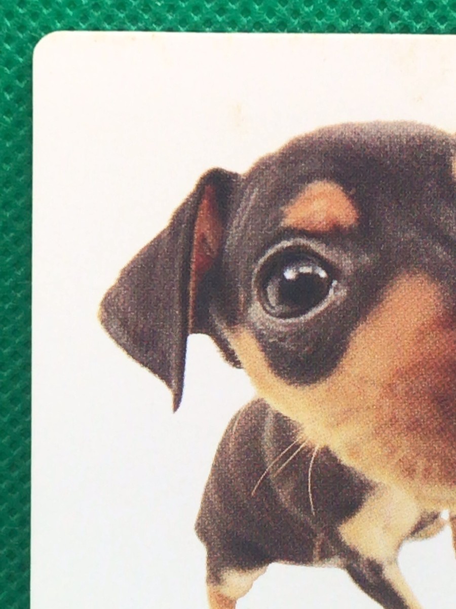 THE DOG Miniature Pinscher artist collection card McDonald's