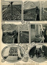 The Violet Culture in Rhinebeck in New York State Newspaper Clipping 1904