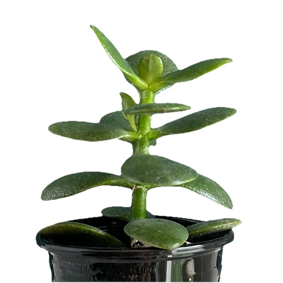 künstlicher blumenstrauß Grün-blauer künstlicher Blumenstrauß – gebunden main image 1