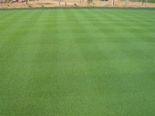 007 Creeping Bentgrass Seed 80,000 seeds