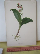 Vintage Print,ORCHIS SPECTABILIS,Prang,Native Flowers+Ferns,Meehan,1879