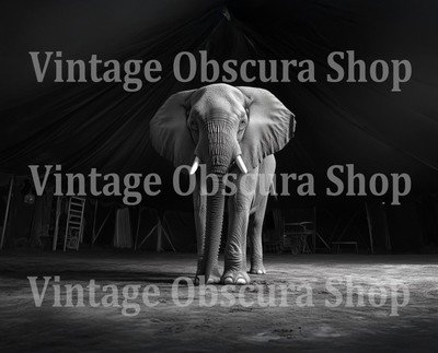 Circus Elephant Dramatic Black & White 8X10 High Quality AI Photo Print