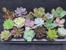 20 seeds MIXED Echeveria Seeds Plant Flower succulent Succulents