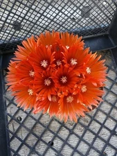 Parodia penicillata Brush Cactus XL Beautiful 🌺