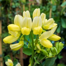 Scented Shrub, Coronilla Citrina, Winter Flowering, Compact, Evergreen, 9cm Pot