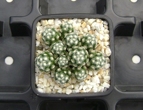 Mammillaria saboae ssp. haudeana !!! OWN ROOTS !!! Rare Cactus 07016