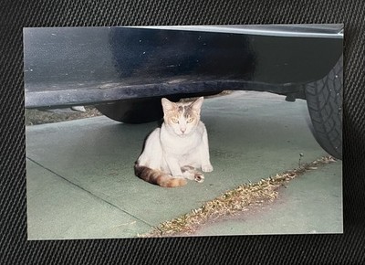 FOUND VINTAGE PHOTO PICTURE Kitty Cat Under A Car