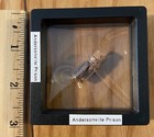 Civil War,Andersonville Prison,gate/fence wood slivers in floating case w/stand — photo 5