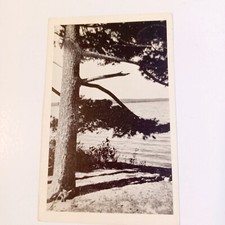 Postcard: Tree by Lake Black & White RPPC Pos...