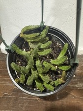 Orbea Variegated stapelia Starfish-flower