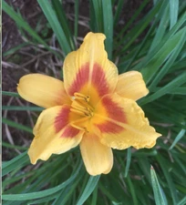 RED EYE STELLA DE ORO / D'ORO ~ DAYLILY 4 PLUMP Daylilies bare root plants