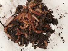 250+ Live Red Wigglers  for Composting/Fish B...