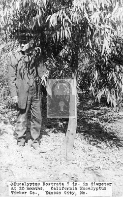 California Eucalyptus Timber Co Tree Kansas City Missouri  MO - Reprint