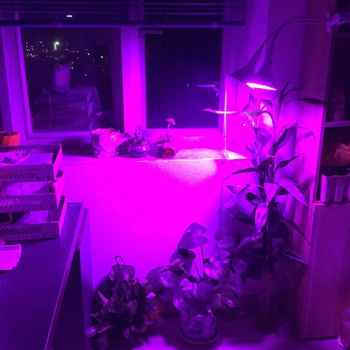 290 LED Plant Growing Lamp grow Bulb for Veg Hydroponic indoor AC Power Cable UK - Picture 4 of 12