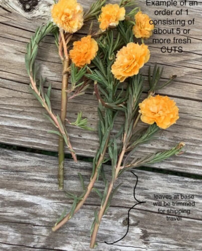 YELLOW ORANGE Grandiflora Portulaca Moss Rose Cuts Plants - READ DESCRIPTION - Picture 4 of 4