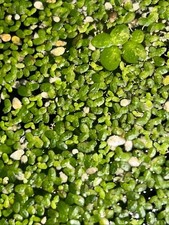 Buy 2 Get 1 Free: Duckweed Lemna Minor - Natural Aquarium/Pond Plant