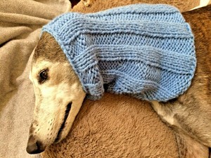greyhound snood coat