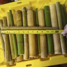 10 Bamboo 12" Long Poles Variety Size Tiki Yard Art Patio Garden Fad 1' Long
