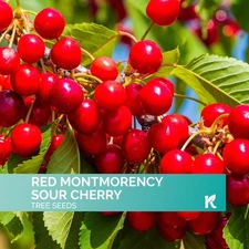 10 Red Montmorency Sour Cherry Tree Seeds (Prunus cerasus)