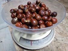 ONE POUND of Stratified Red Oak Tree Seeds for Planting your own trees.