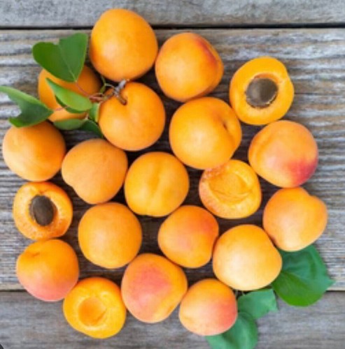 5 Organic Rare Delicious Royal Apricot live Cuttings for grafting Guaranteed. - Picture 6 of 9
