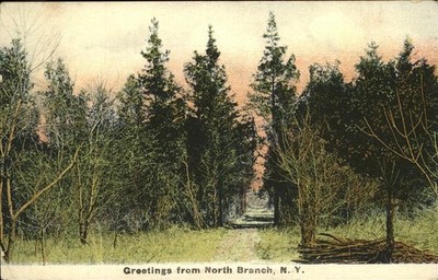 North Branch New York Forrest