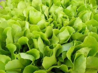 SEEDVILLE USA 3000 Loose Leaf Green GRAND RAPIDS LETTUCE Lactuca Sativa Vegetable Seeds