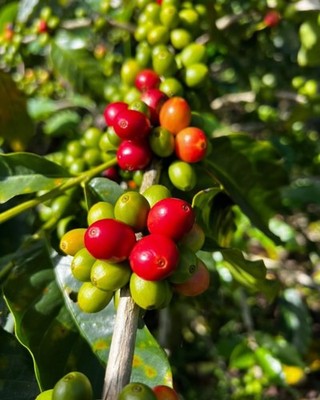 SL34 Coffee Seedss 120++  (Coffea sp. ) For Plantingg Certificate