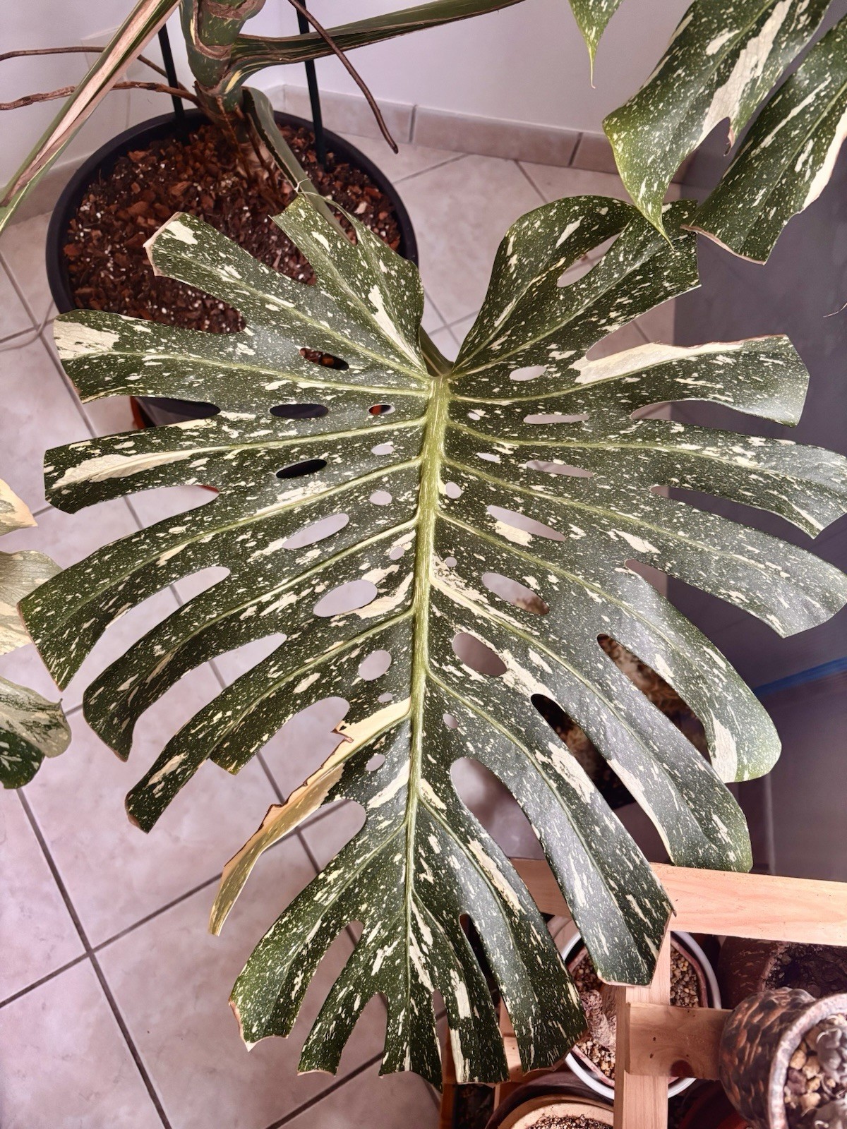 Monstera Variegata XXL spécimen rare aux grandes feuilles blanches et vertes