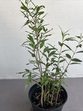 Pomegranategranada Tree Plant-free Shipping