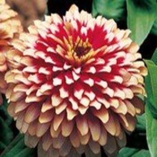 Zinnia Swizzle Bicolor Cherry and Ivory Nice Garden Flower 10 Seeds - Picture 2 of 2