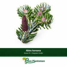 Abies Koreana Korean Fir  Evergreen Pine/Conifer approx 1 metre tall BARE ROOTED