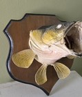1980 Walleye Or LRG. Mouth Bass Wall Mount Taxidermy Real Skin Fish Documented — photo 4