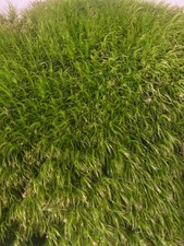 Premium Live Fresh Moss Zip Lock Bag - FULL GALLON BAG Terrarium Vivarium