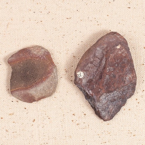 Fossil Ferns - Picture 2 of 2