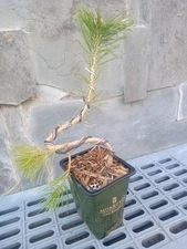 Black Pine Pre Bonsai Material