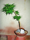Bonsai Grafted Japanese Maple Yatsubusa
