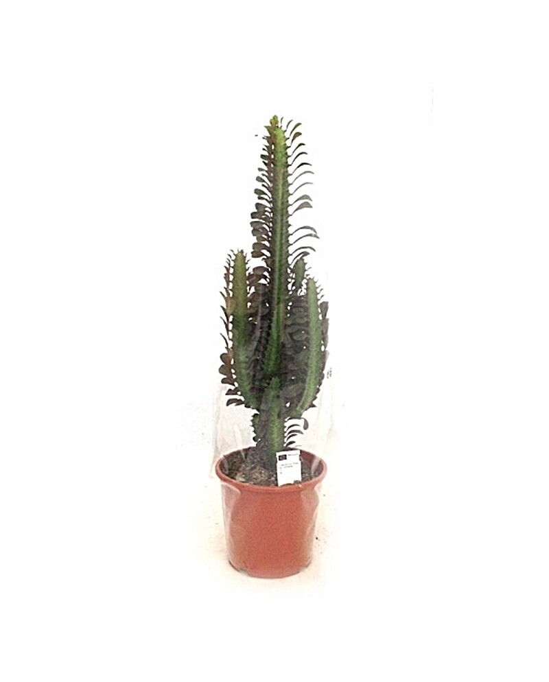 Planta Natural Euphorbia Trigona Rubra. Cactus catedral. Maceta 17cm.