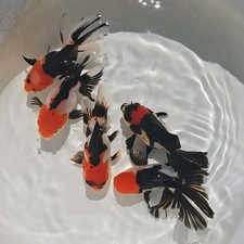 Live Fish Oranda Goldfish Juvenile TRI COLOR Mix 2-2.5 inch with Volume Discount