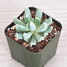 Succulent Plant - Echeveria Runyonii : Topsy Turvy - Live Plant In 2" Pot