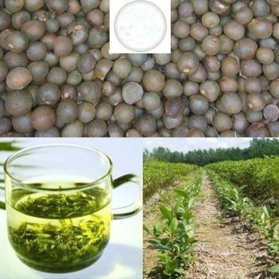 25 Camellia Seeds Camellia sinensis Chinese Green Tea Seeds Tea Plant Edible