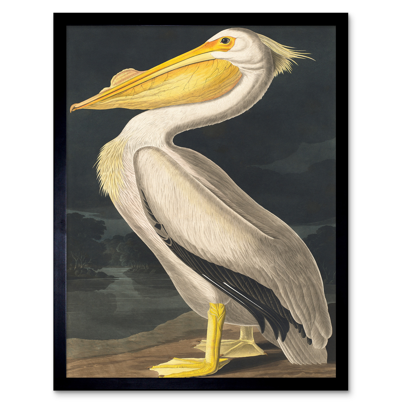 John James Audubon Style Pelican Bird Framed Wall Art Picture Print ...