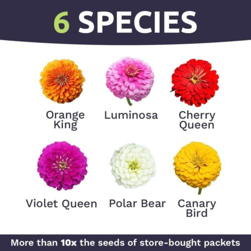 3,000 Zinnia Seeds - California Giants Mix for Colorful Flower Gardens - Picture 6 of 11