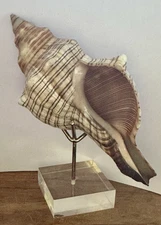 VINTAGE  4-1/2" L STRIPED FOX CONCH SEASHELL, WITH LUCITE & BRASS STAND