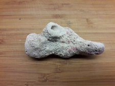 Fossile rote Koralle Ast USA Utah aus Sammlung