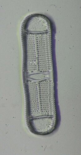 Vintage Microscope Slide by S.H.Meakin. Diatom. Plagiogramma fenestra (rare).