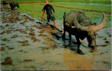 Postal de arado con búfalos cultivo de arroz en TAILANDIA agricultura