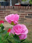 5 SOLAR ROSES  5 color Changing, bendable, color changing roses in one — photo 1
