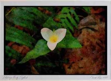 Wild Flowers Plants 013127 White Trillium Limited Edition Watercolour Print